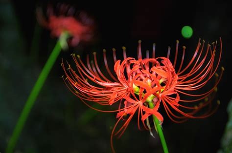 彼岸花 風水|彼岸花の花言葉や由来｜色別（紫色・白色・ピンク 